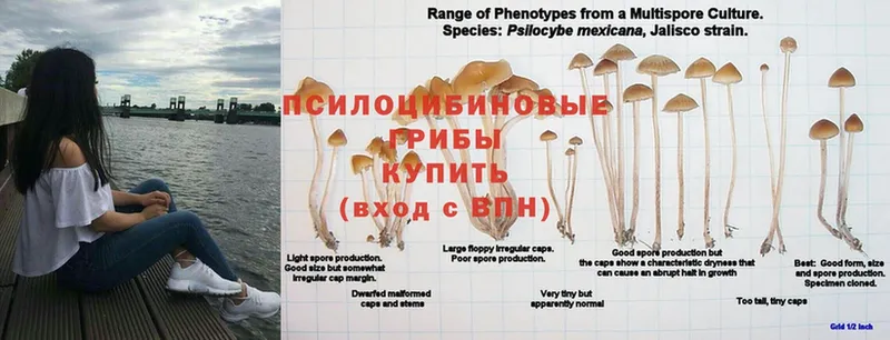 Галлюциногенные грибы Psilocybe  МЕГА ССЫЛКА  Галич  дарнет шоп 